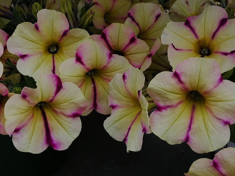 W.W. Greenhouses West Michigan's perennial and annual garden center