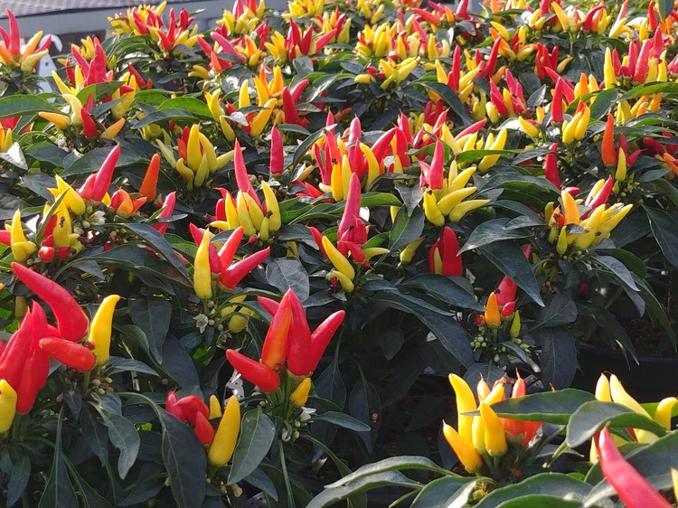 W.W. Greenhouses West Michigan's perennial and annual garden center