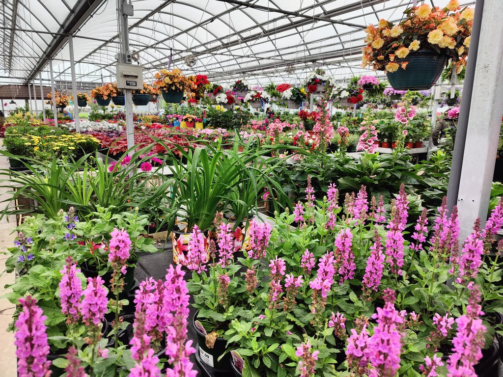 W.W. Greenhouses What's blooming and in color at W.W..