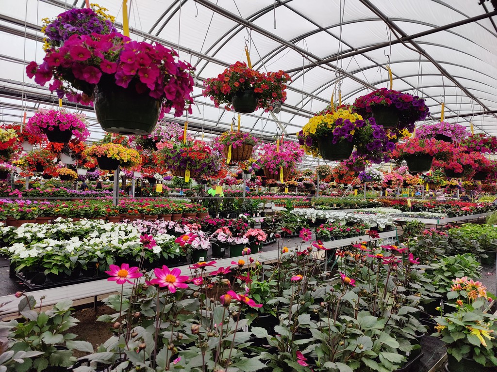 W.W. Greenhouses What's blooming and in color at W.W..