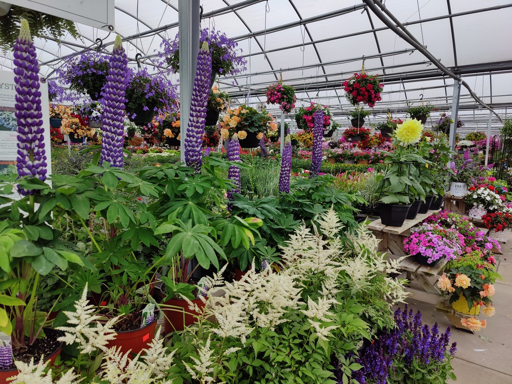W.W. Greenhouses What's blooming and in color at W.W..